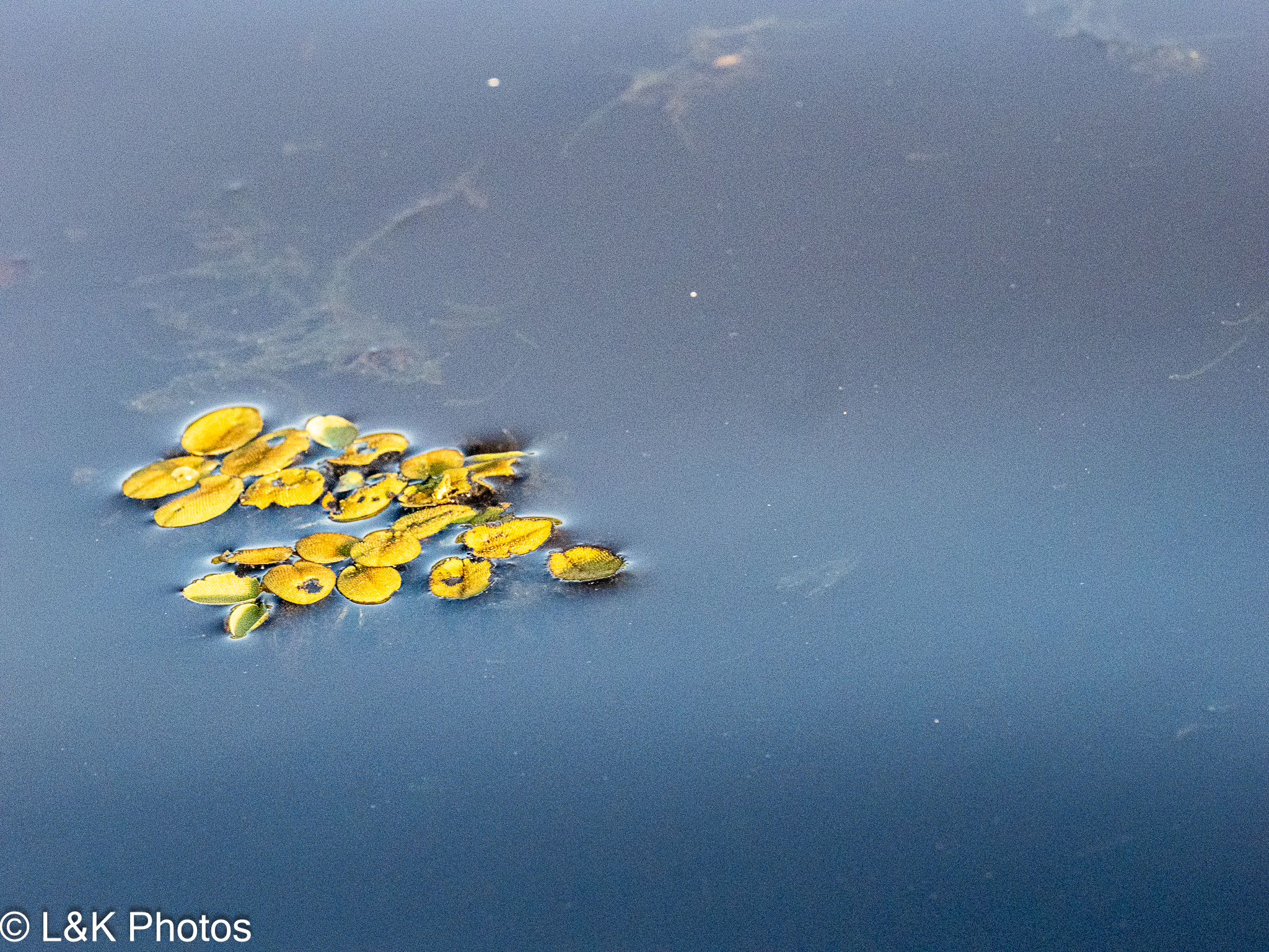 Eared Watermoss (Salvinia auriculata)
