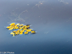 Salvinia auriculata, photograph author not stated, no rights reserved