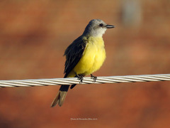 Tyrannus melancholicus