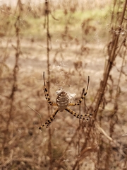 Argiope trifasciata
