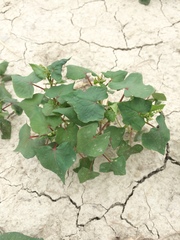 Fagopyrum esculentum