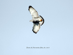 Buteo plagiatus