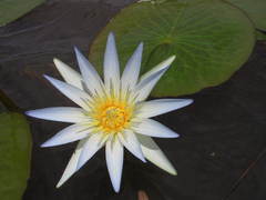 Nymphaea nouchali caerulea