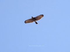 Buteo plagiatus