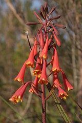Blandfordia punicea