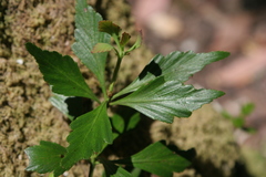 Phyllocladus aspleniifolius