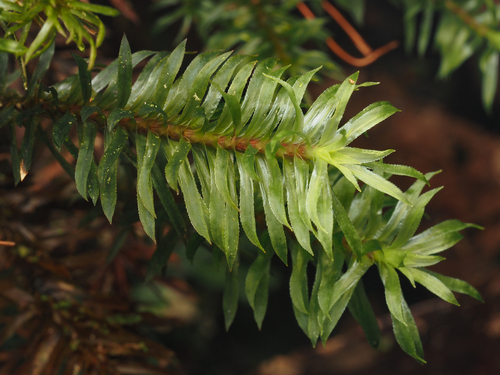 Pogonatum cirratum observed 2025-10-12