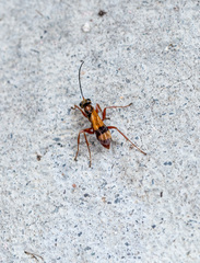 Sphictostethus calvus