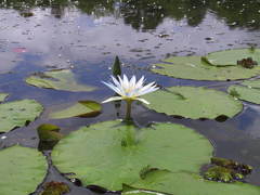 Nymphaea nouchali caerulea