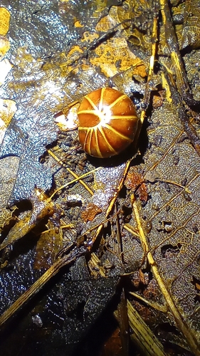Pill millipede