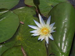Nymphaea nouchali caerulea