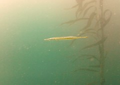 Aulorhynchus flavidus