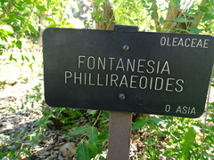 Fontanesia phillyreoides