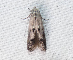 Blastodacna bicristatella
