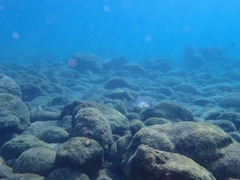 Common Dentex