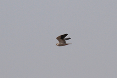 Elanus caeruleus