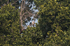 Nisaetus cirrhatus