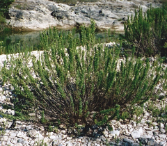 Brickellia dentata