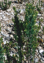 Brickellia dentata