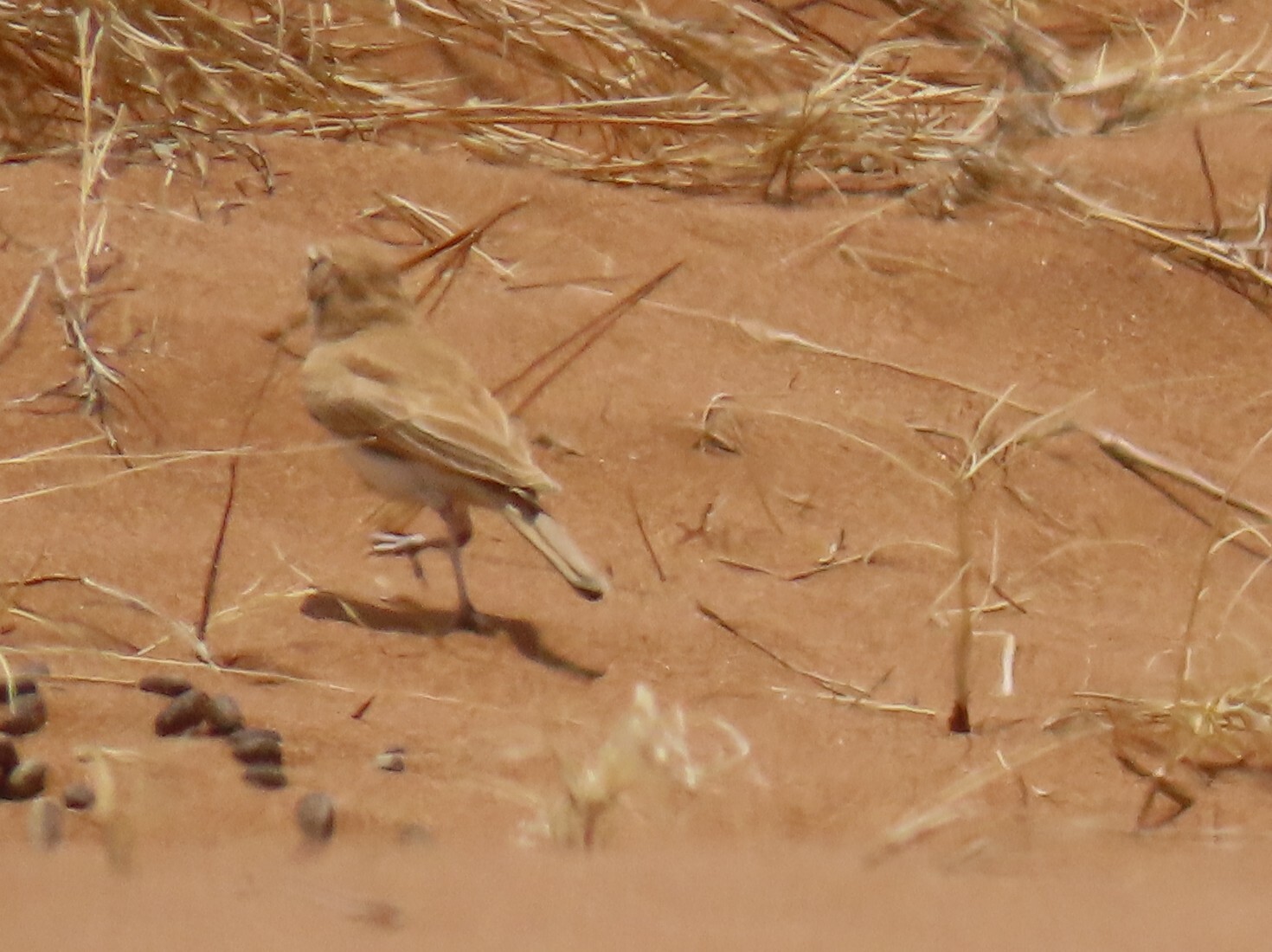 Dune Lark (Calendulauda erythrochlamys), photo 8
