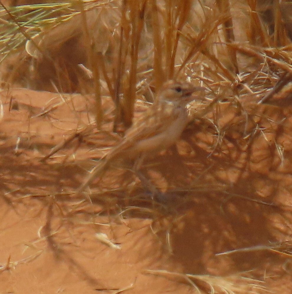 Dune Lark (Calendulauda erythrochlamys), photo 9