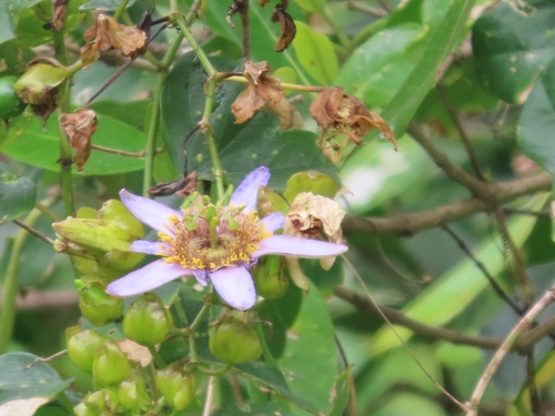 wingleaf passionflower (Passiflora bicornis)