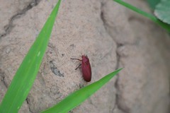 Homalogrypota
