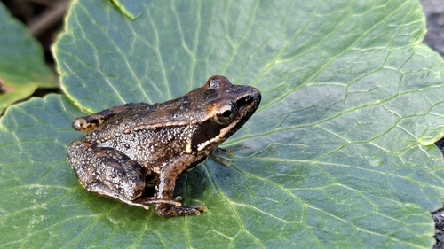 Iberian Frog