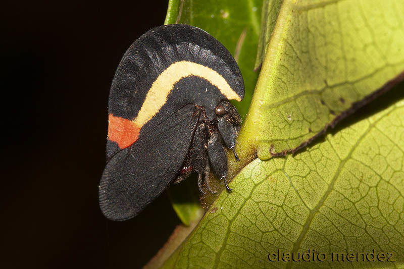 Membracis sanguineoplaga