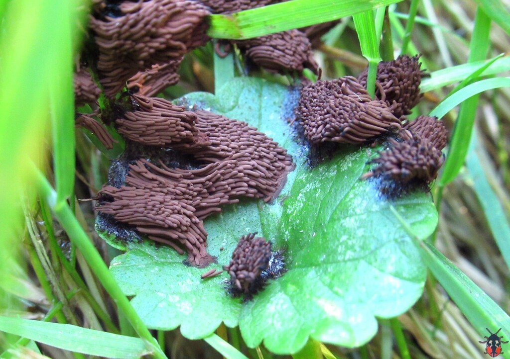 Stemonitis herbatica