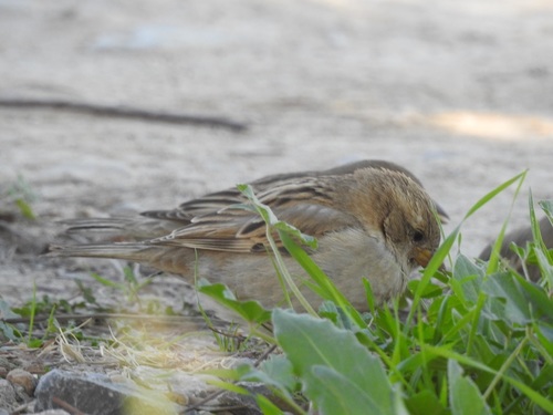 House Sparrow