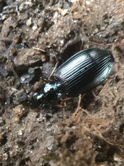 Platynina