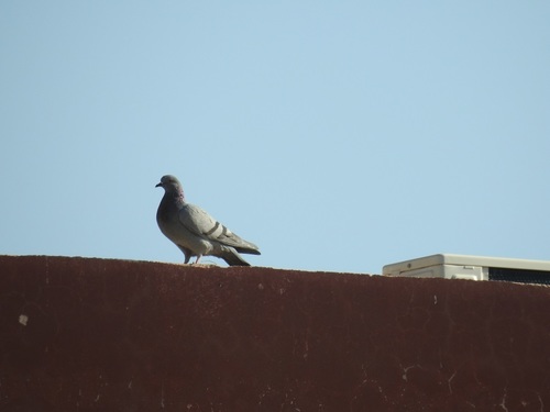 Feral Pigeon