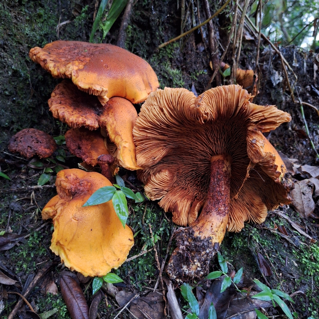 Gymnopilus imperialis