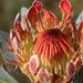 Protea roupelliae roupelliae - Photo (c) yakovlev.alexey,  זכויות יוצרים חלקיות (CC BY-SA)