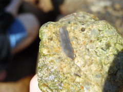 Leptoplanoidea