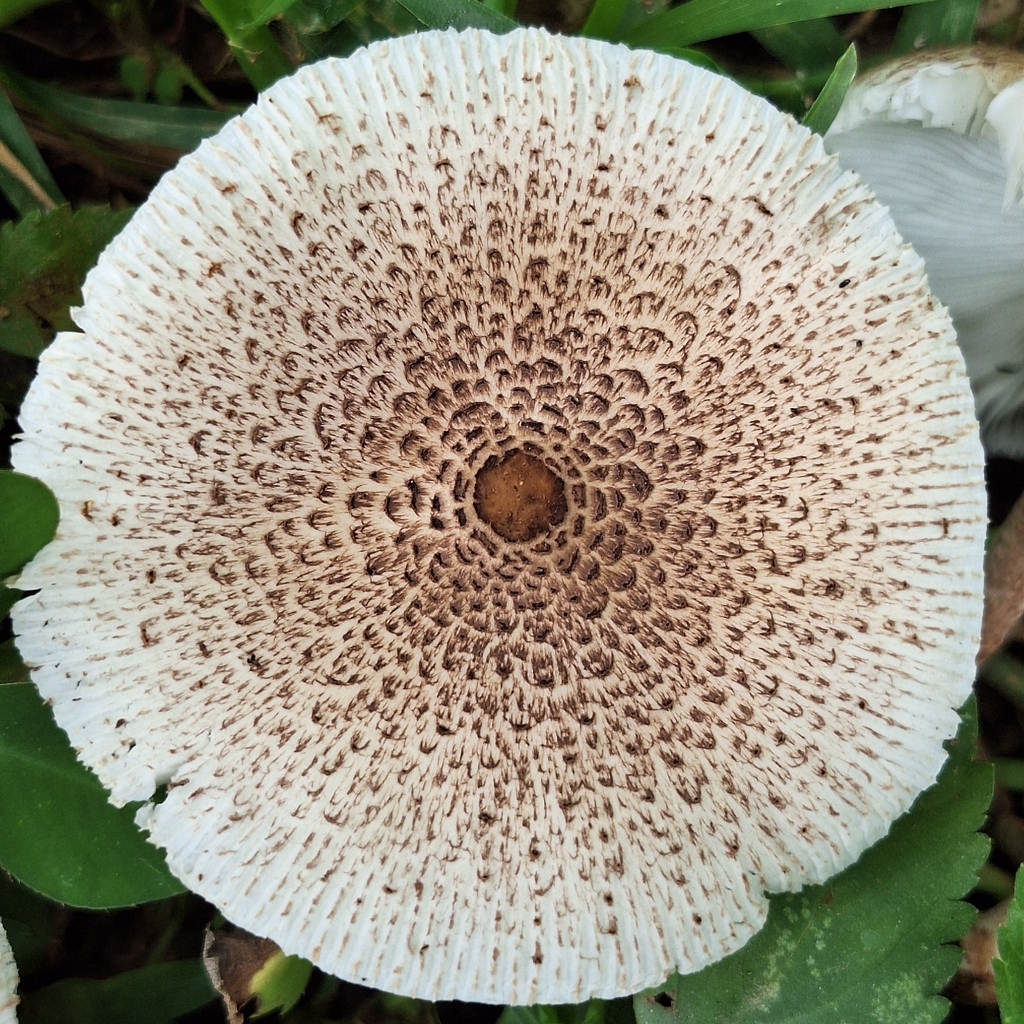 Chlorophyllum tenue · November 2025 · photo: © deniszabin (iNaturalist, cc-by)