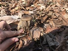 Entoloma holoconiotum
