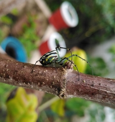Leucauge
