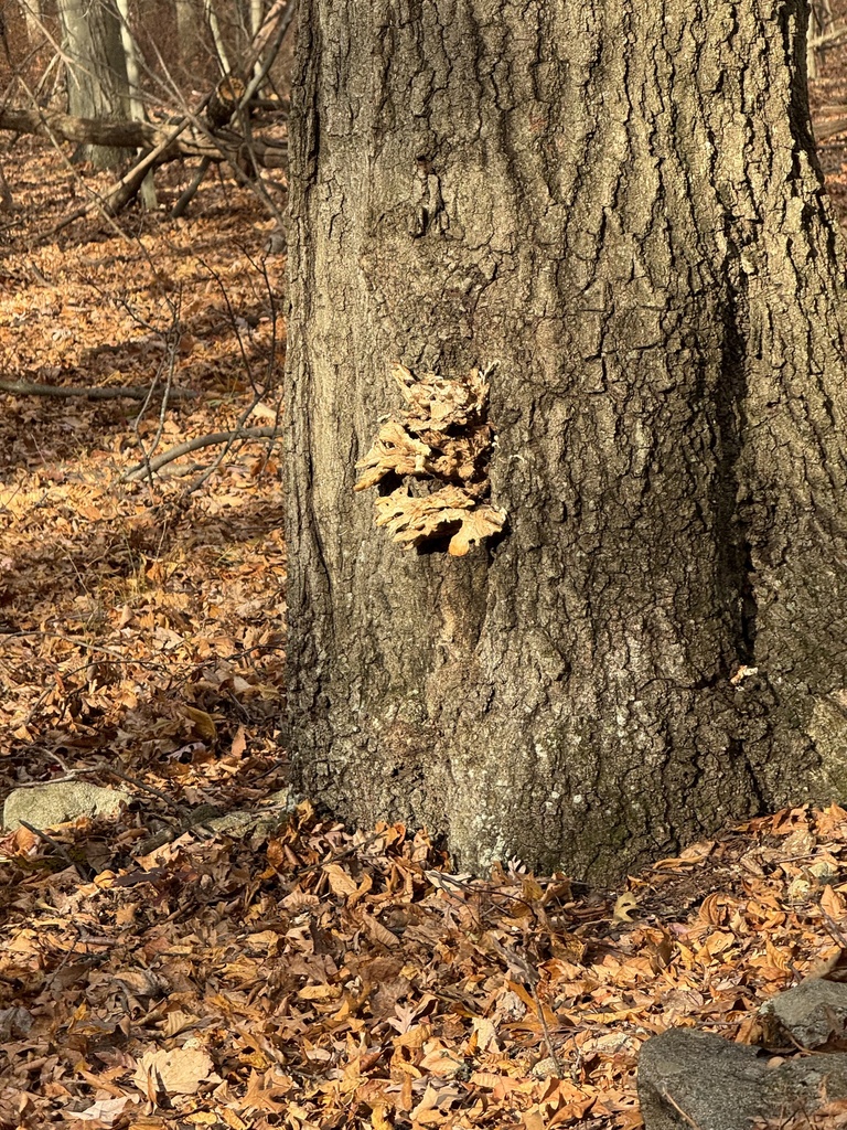 Laetiporus sulphureus · November 2025 · photo: © gwt2102 (iNaturalist, cc-by-nc)