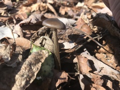 Entoloma holoconiotum