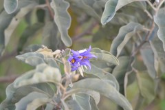 Solanum lycocarpum