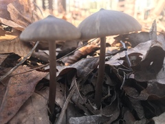 Entoloma holoconiotum