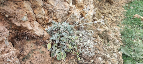 Inula candida, photograph 3