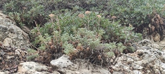 (c) fmunoz, some rights reserved (CC BY) Achillea cretica, photograph (c) fmunoz, some rights reserved (CC BY)