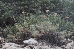 (c) fmunoz, some rights reserved (CC BY) Achillea cretica, photograph (c) fmunoz, some rights reserved (CC BY)