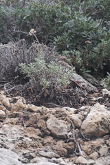Achillea cretica, photograph (c) fmunoz, some rights reserved (CC BY)