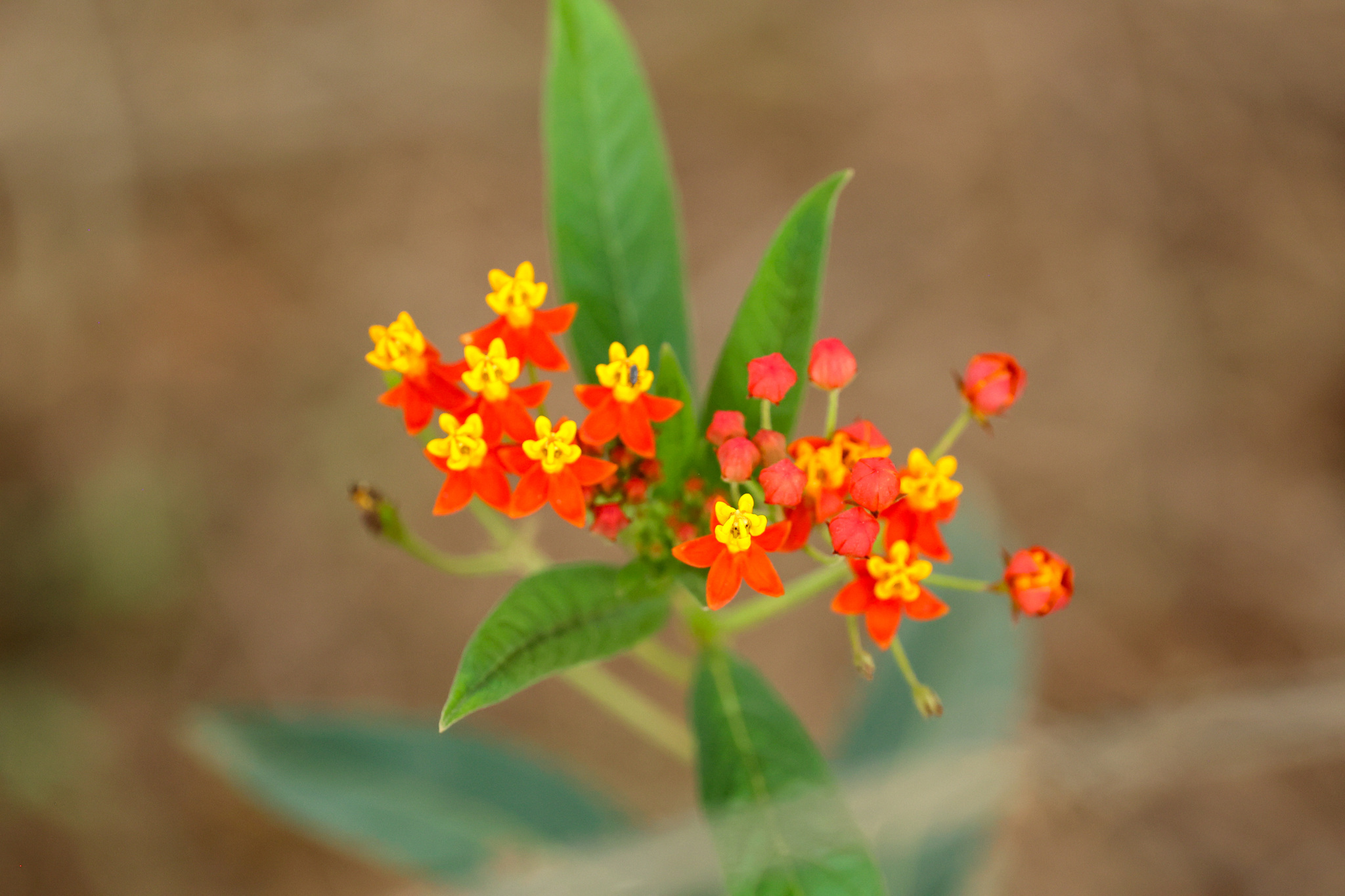 Asclepias curassavica
