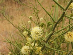 Prosopidastrum striatum