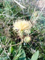 Centaurea salonitana, photograph (c) SIA, some rights reserved (CC BY)